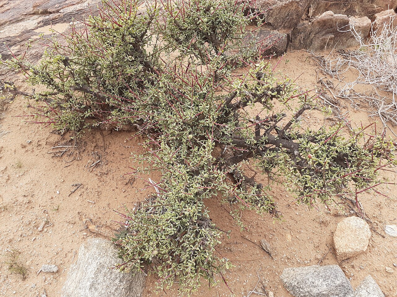 Dwarf porkbush: Dwarf Porkbush