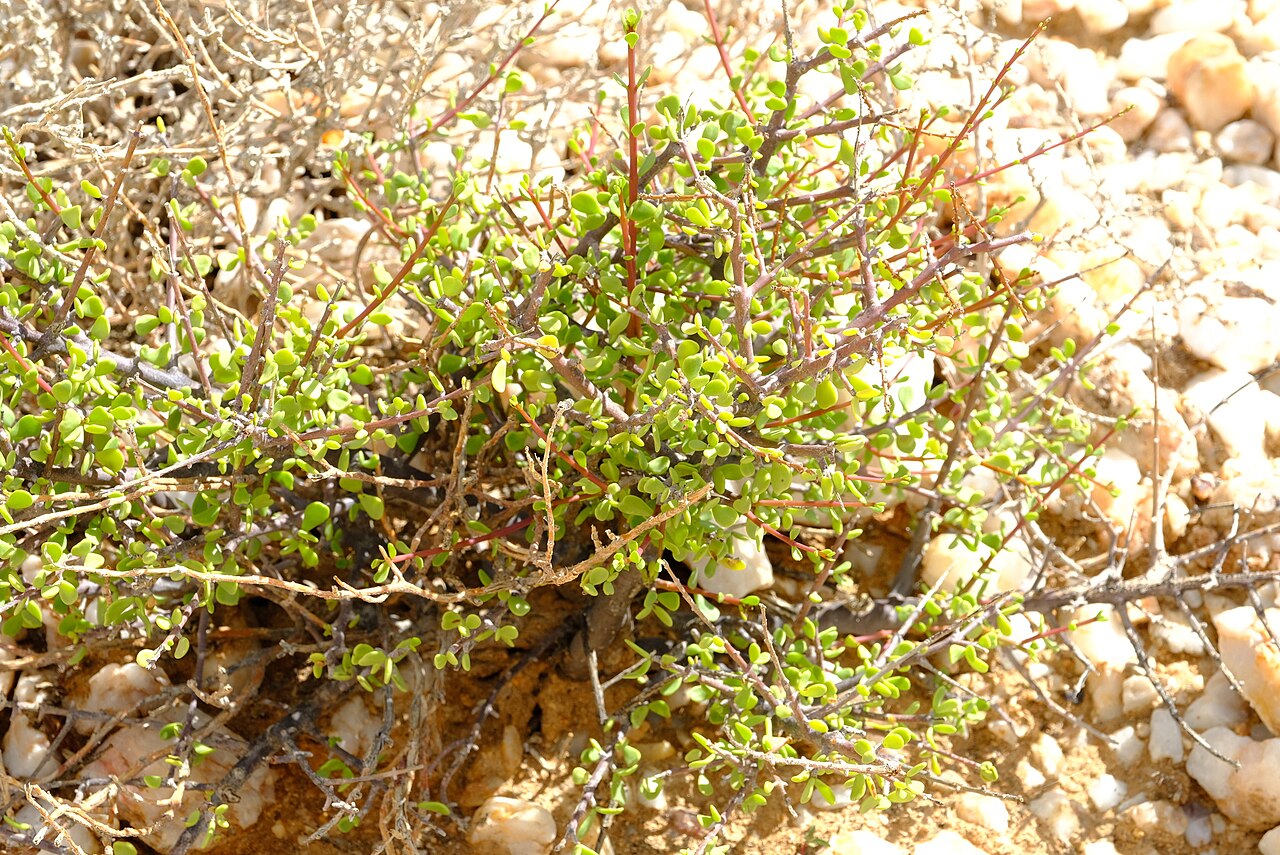 Dwarf porkbush: Dwarf Porkbush