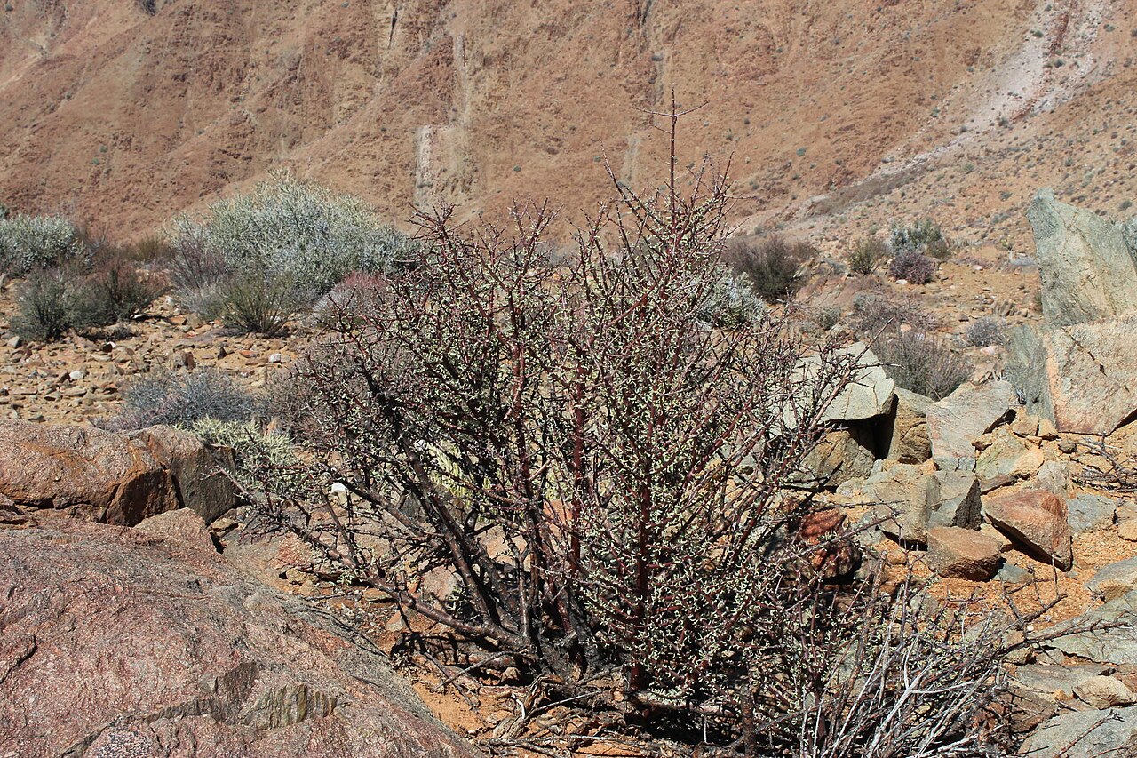 Dwarf porkbush: Dwarf Porkbush