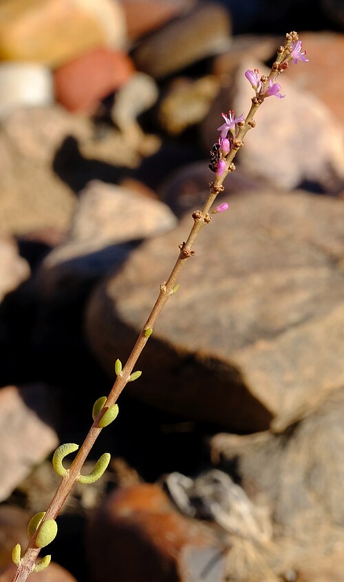 Portulacaria fruticulosa: Dwarf Porkbush