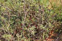 Portulacaria fruticulosa (Portulacaria fruticulosa)
