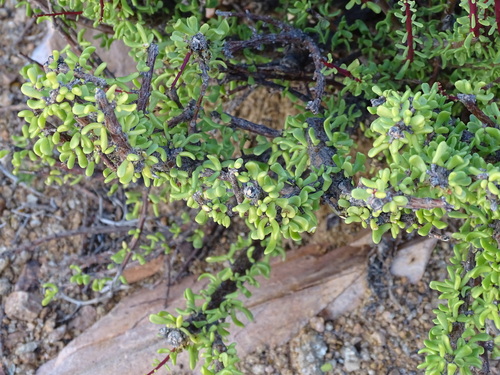 Portulacaria fruticulosa (Portulacaria fruticulosa)