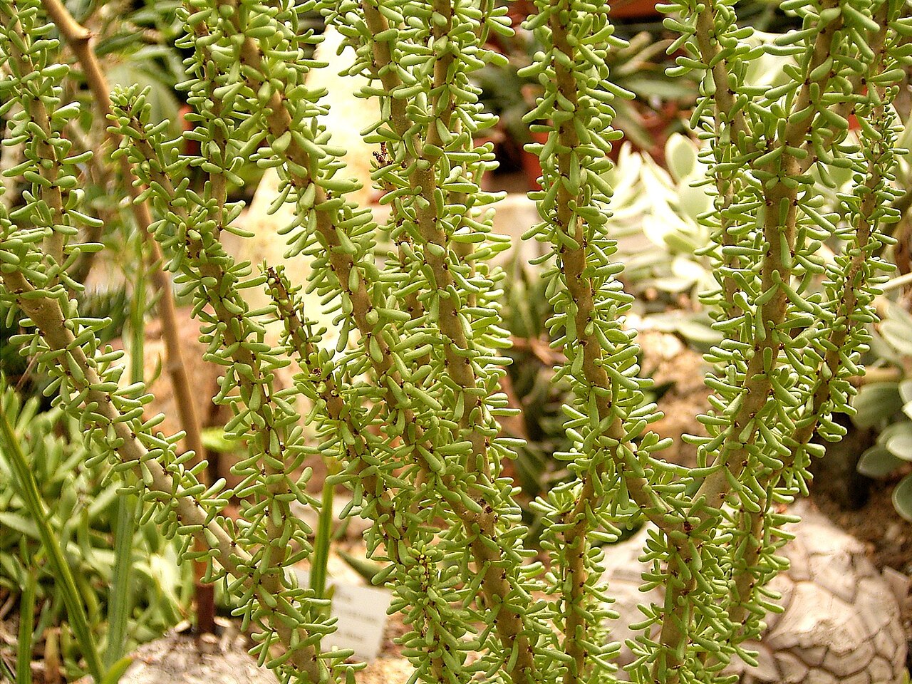Portulacaria namaquensis: Portulacaria namaquensis , previously Ceraria namaquensis — Namaqua porkbush, Namaqua portulacaria . Native to deserts of Namibia and South Africa .
