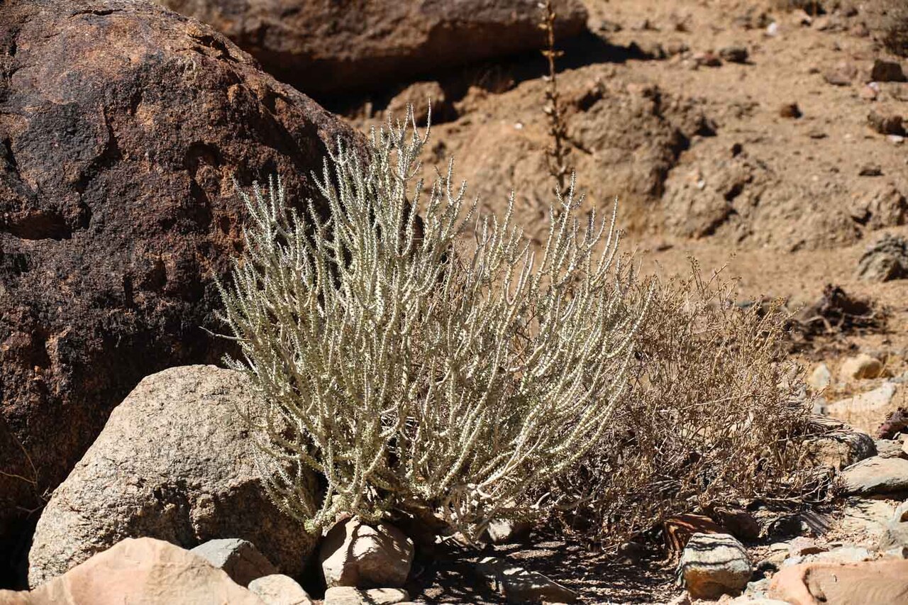 Portulacaria namaquensis: Ceraria namaquensis-2430 - kopia
