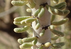 Portulacaria namaquensis (Portulacaria namaquensis)