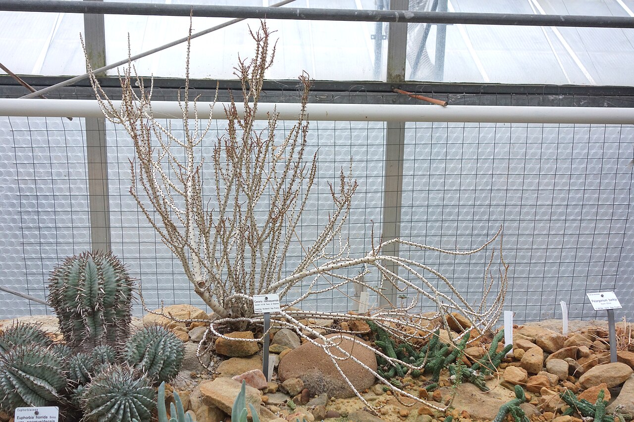 Portulacaria namaquensis: Botanical specimen in the Botanischer Garten, Dresden, Germany.