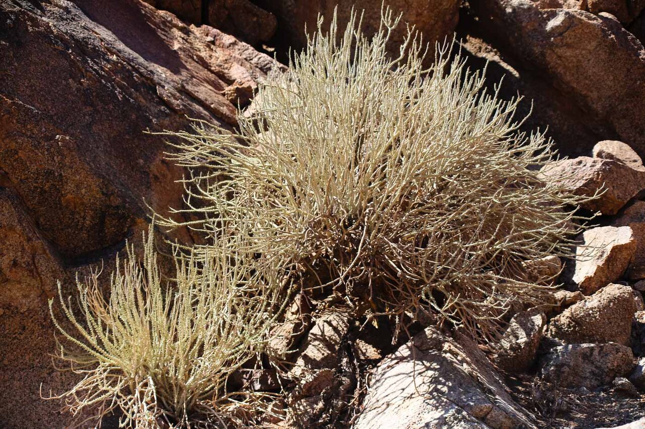 Portulacaria namaquensis: Ceraria namaquensis-2432 - kopia