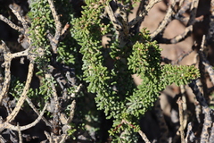 Portulacaria namaquensis (Portulacaria namaquensis)