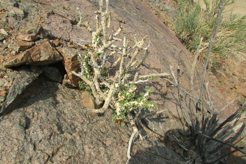 Portulacaria namaquensis (Portulacaria namaquensis)