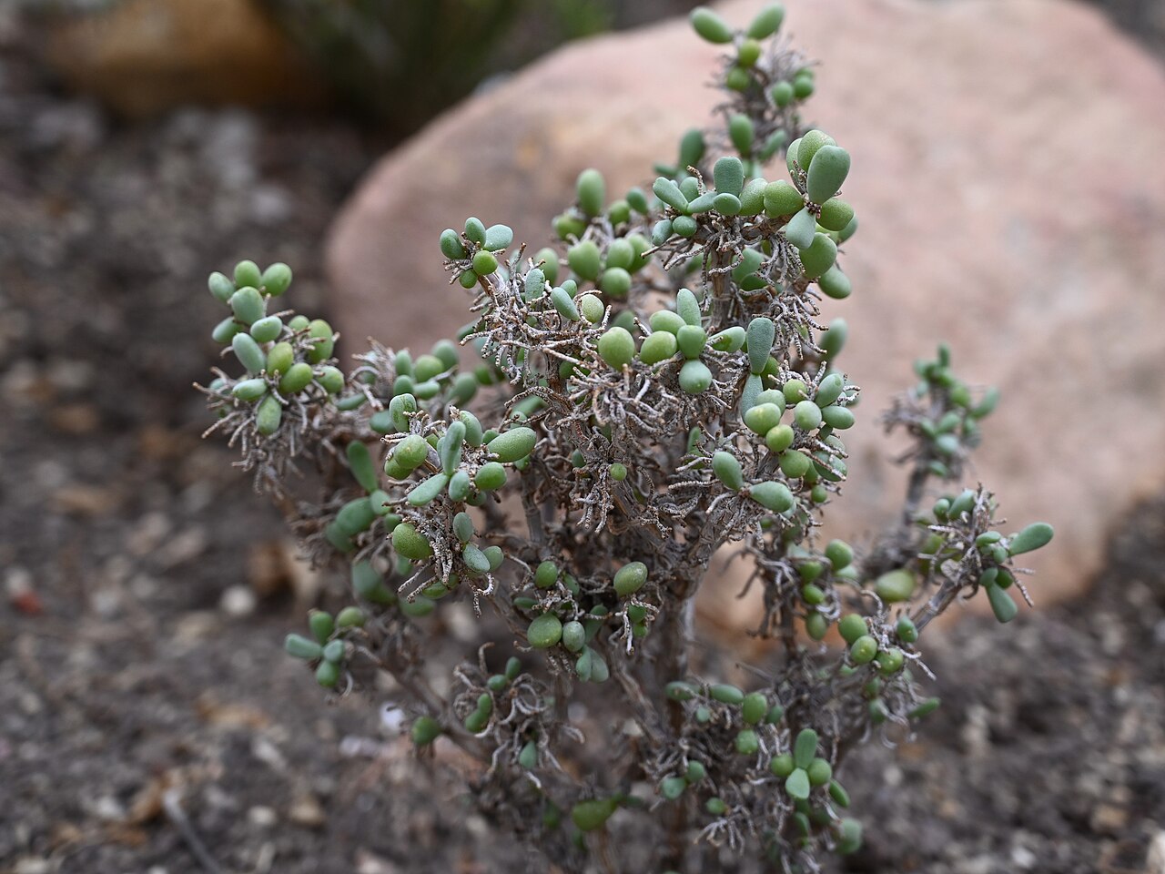 Pygmy porkbush: Portulacaria pygmaea (syn. Ceraria pygmaea ) cultivated in a greenhouse at the Wrocław University Botanical Garden, Wrocław, Poland.