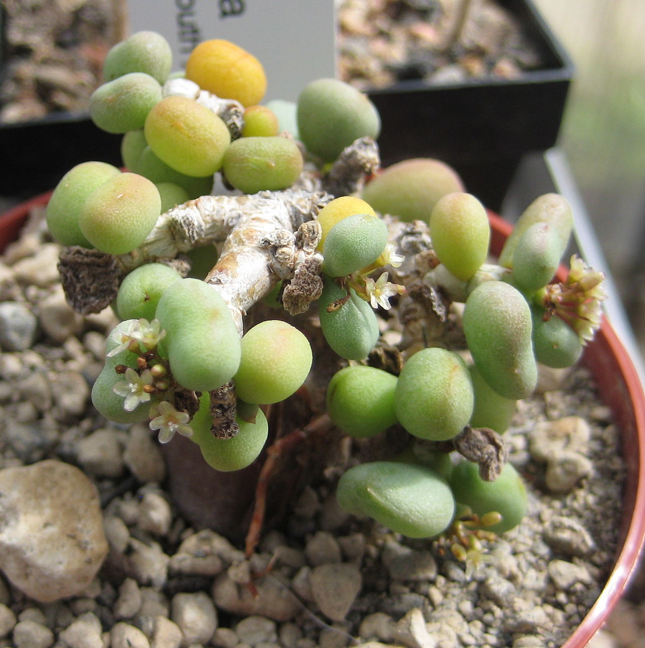 Pygmy porkbush: Portulacaria pygmaea , previously Ceraria pygmaea — Pygmy porkbush. Native to the border between Namibia and South Africa.