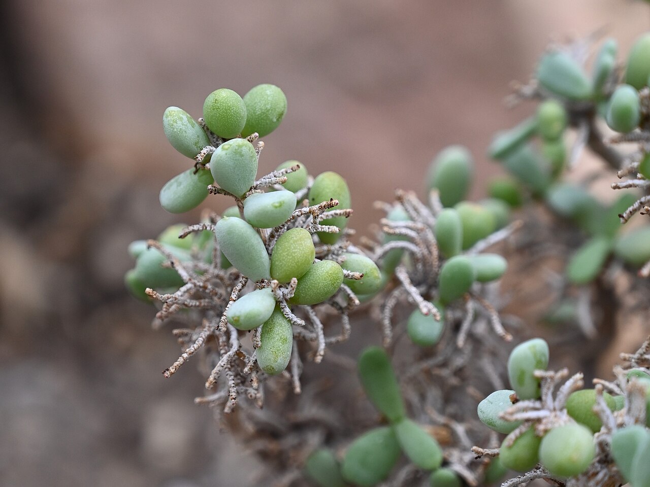Pygmy porkbush: Portulacaria pygmaea (syn. Ceraria pygmaea ) cultivated in a greenhouse at the Wrocław University Botanical Garden, Wrocław, Poland.