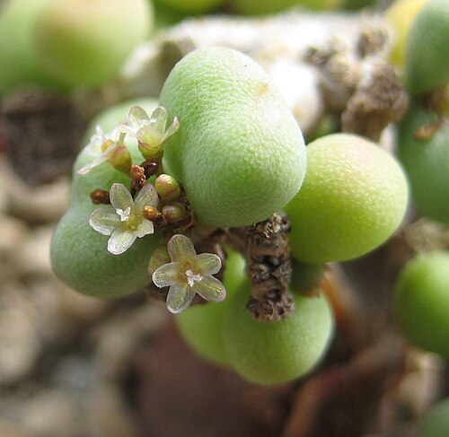 Pygmy porkbush: Portulacaria pygmaea , previously Ceraria pygmaea — Pygmy porkbush; closeup. Native to the border between Namibia and South Africa.