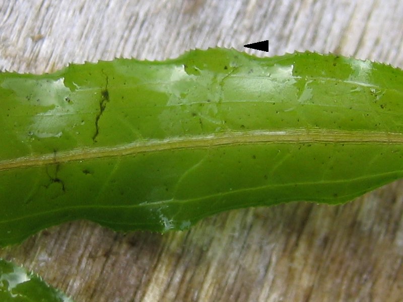Curled pondweed: Krauses Laichkraut, Detail des gezackten Blattes Potamogeton crispus