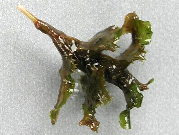 Curled pondweed: Potamogeton crispus L. - curly-leaved pondweed