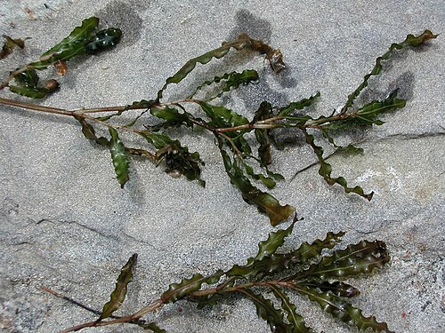 Curled pondweed: Potamogeton crispus L. - curly-leaved pondweed