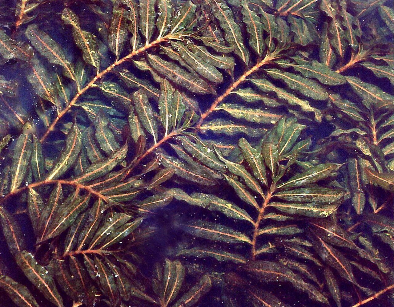 Curled pondweed (Potamogeton crispus)