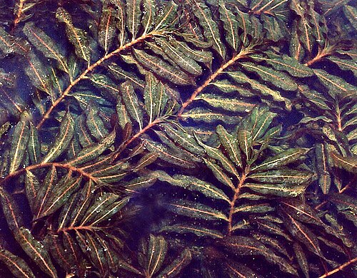 Curled pondweed (Potamogeton crispus)
