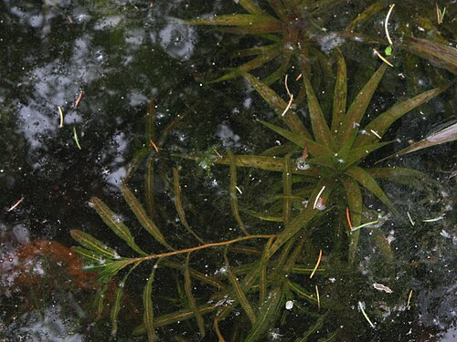 Curled pondweed: Potamogeton crispus & Stratiotes aloides