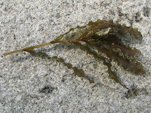 Curled pondweed: Potamogeton crispus L. - curly-leaved pondweed