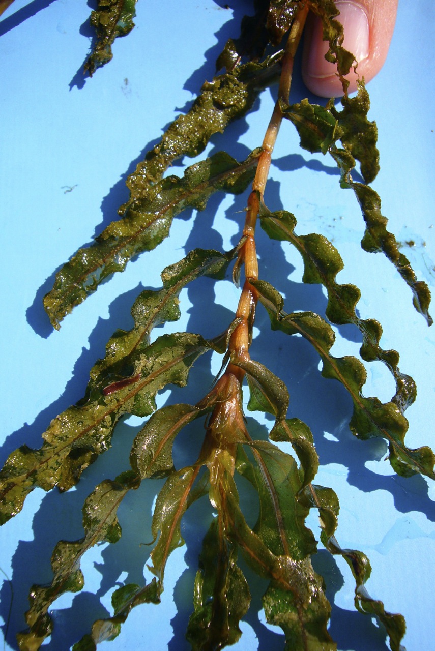 Curled pondweed: Potamogeton crispus