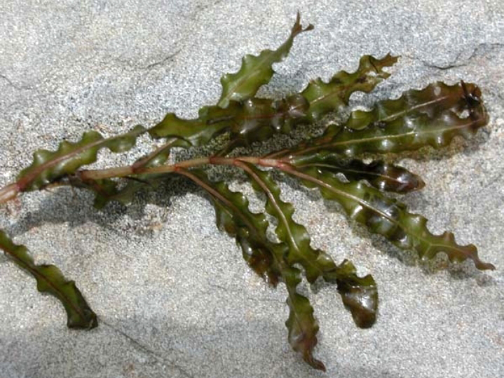 Curled pondweed: Potamogeton crispus L. - curly-leaved pondweed