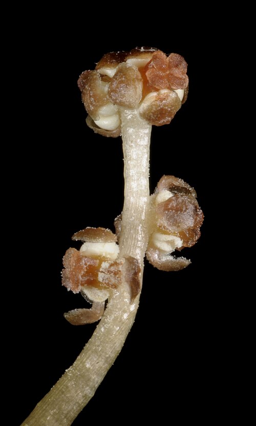 Curled pondweed: KRT3964