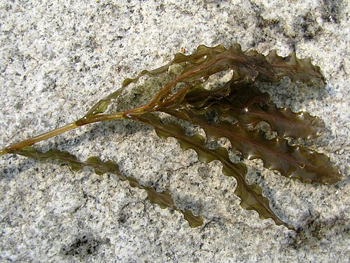 Curled pondweed: Potamogeton crispus L. - curly-leaved pondweed