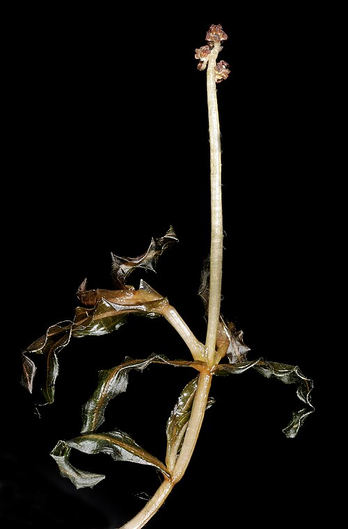 Curled pondweed: KRT3964