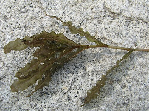 Curled pondweed: Potamogeton crispus L. - curly-leaved pondweed