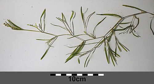 Fries' pondweed: Habitus Taxonym: Potamogeton friesii ss Fischer et al. EfÖLS 2008 ISBN 978-3-85474-187-9 Location: Marchfeldkanal N Babitschgasse, Wien-Floridsdorf - ca. 160 m