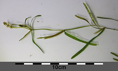 Fries' pondweed: Habitus Taxonym: Potamogeton friesii ss Fischer et al. EfÖLS 2008 ISBN 978-3-85474-187-9 Location: Marchfeldkanal N Babitschgasse, Wien-Floridsdorf - ca. 160 m