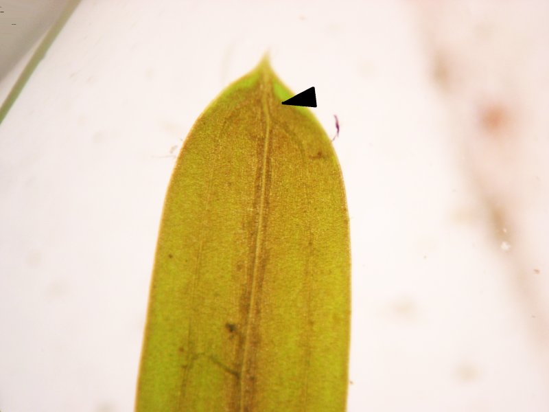 Fries' pondweed: abgehende Mittelnerven der Blattspitze des Stachelspitzigen Laichkrauts Potamogeton friesii , Müritz-Gebiet