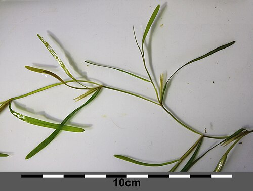Fries' pondweed: Habitus Taxonym: Potamogeton friesii ss Fischer et al. EfÖLS 2008 ISBN 978-3-85474-187-9 Location: Marchfeldkanal N Babitschgasse, Wien-Floridsdorf - ca. 160 m
