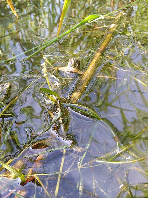 Fries' pondweed: Habitus Taxonym: Potamogeton friesii ss Fischer et al. EfÖLS 2008 ISBN 978-3-85474-187-9 Location: Marchfeldkanal N Babitschgasse, Wien-Floridsdorf - ca. 160 m
