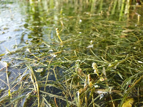 Fries' pondweed: Habitus Taxonym: Potamogeton friesii ss Fischer et al. EfÖLS 2008 ISBN 978-3-85474-187-9 Location: Marchfeldkanal N Babitschgasse, Wien-Floridsdorf - ca. 160 m