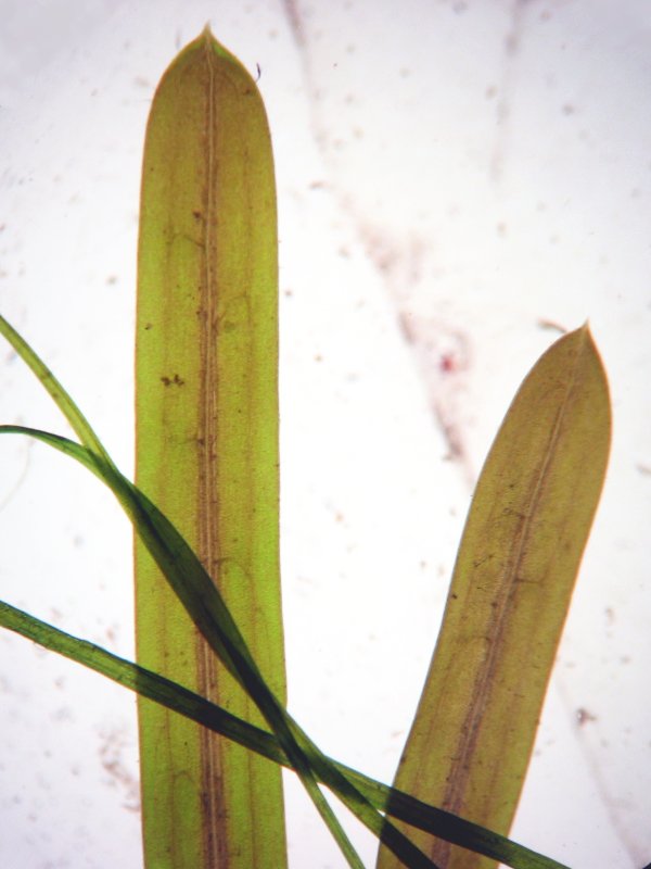 Fries' pondweed: Stachelspitziges Laichkraut Potamogeton friesii , Müritz-Gebiet
