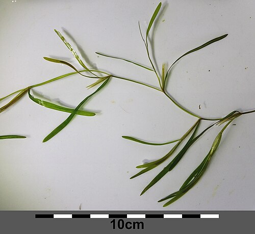 Fries' pondweed: Habitus Taxonym: Potamogeton friesii ss Fischer et al. EfÖLS 2008 ISBN 978-3-85474-187-9 Location: Marchfeldkanal N Babitschgasse, Wien-Floridsdorf - ca. 160 m