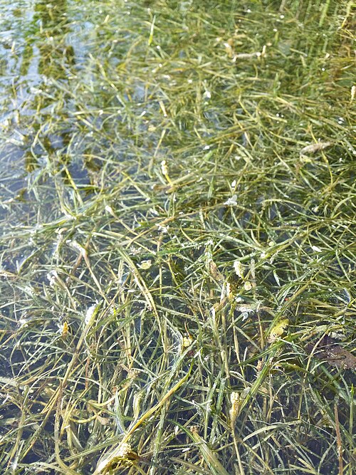Fries' pondweed: Habitus Taxonym: Potamogeton friesii ss Fischer et al. EfÖLS 2008 ISBN 978-3-85474-187-9 Location: Marchfeldkanal N Babitschgasse, Wien-Floridsdorf - ca. 160 m