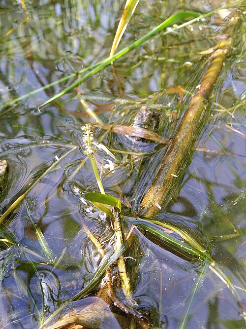Fries' pondweed: Habitus Taxonym: Potamogeton friesii ss Fischer et al. EfÖLS 2008 ISBN 978-3-85474-187-9 Location: Marchfeldkanal N Babitschgasse, Wien-Floridsdorf - ca. 160 m