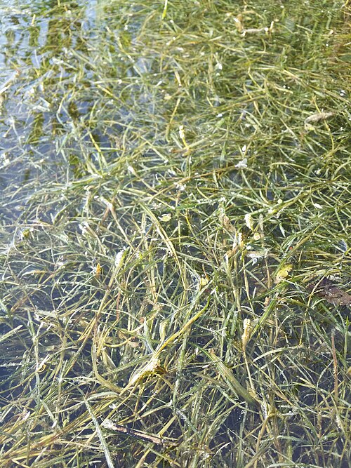 Fries' pondweed: Habitus Taxonym: Potamogeton friesii ss Fischer et al. EfÖLS 2008 ISBN 978-3-85474-187-9 Location: Marchfeldkanal N Babitschgasse, Wien-Floridsdorf - ca. 160 m