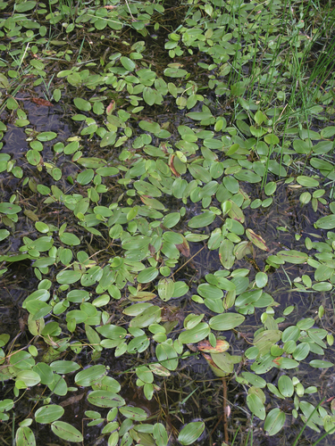 Variableleaf pondweed (Potamogeton gramineus)