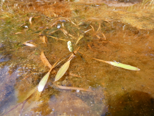 Variableleaf pondweed (Potamogeton gramineus)