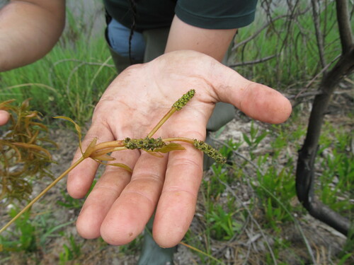 Variableleaf pondweed (Potamogeton gramineus)