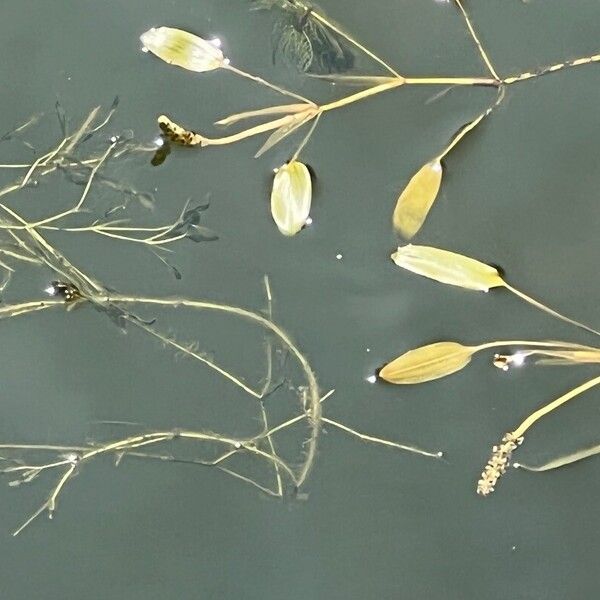 Variableleaf pondweed (Potamogeton gramineus)