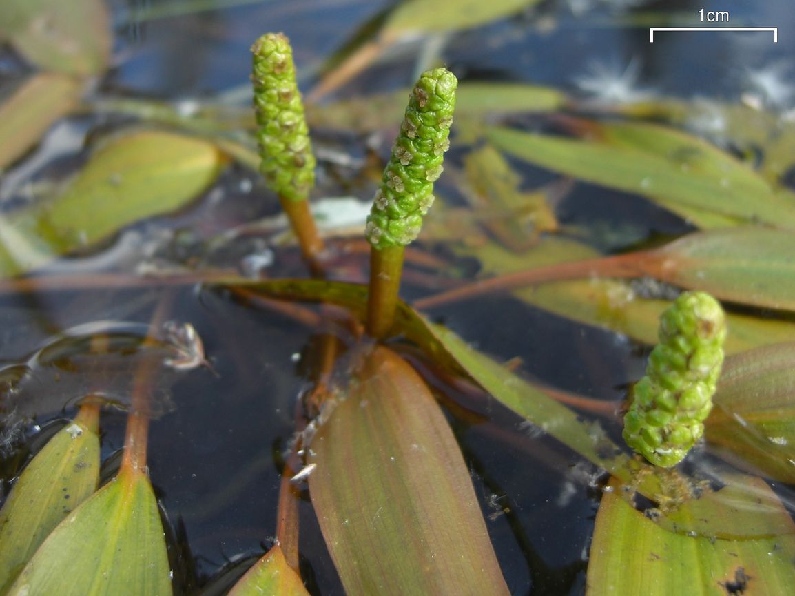 Variableleaf pondweed: Probably Potamogeton gramineus in Edgewood Blue, Wells Gray Park, BC, Canada