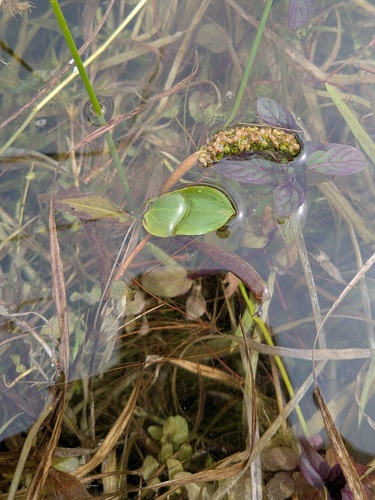 Variableleaf pondweed (Potamogeton gramineus)