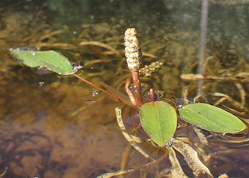 Variableleaf pondweed: Potamogeton gramineus in the Botanischer Garten, Berlin-Dahlem
