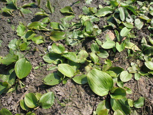Variableleaf pondweed (Potamogeton gramineus)