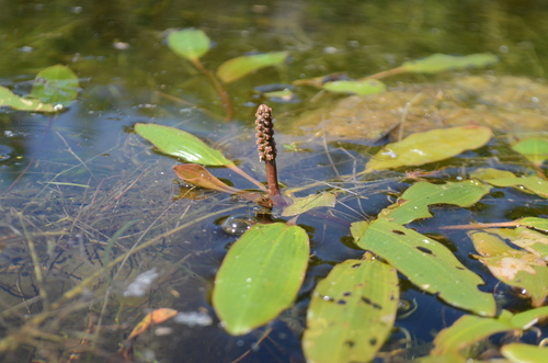 Variableleaf pondweed (Potamogeton gramineus)